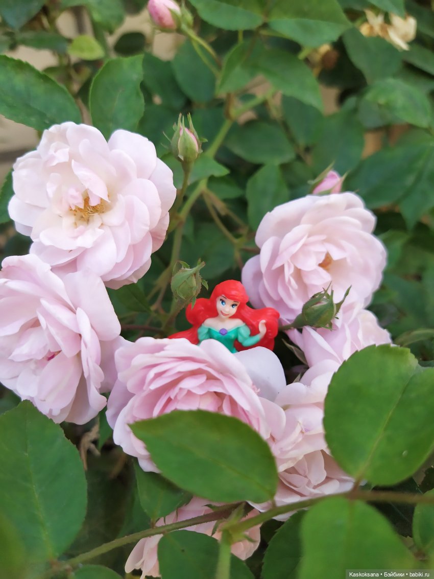 Остановись, мгновенье! Купальские цветы юга