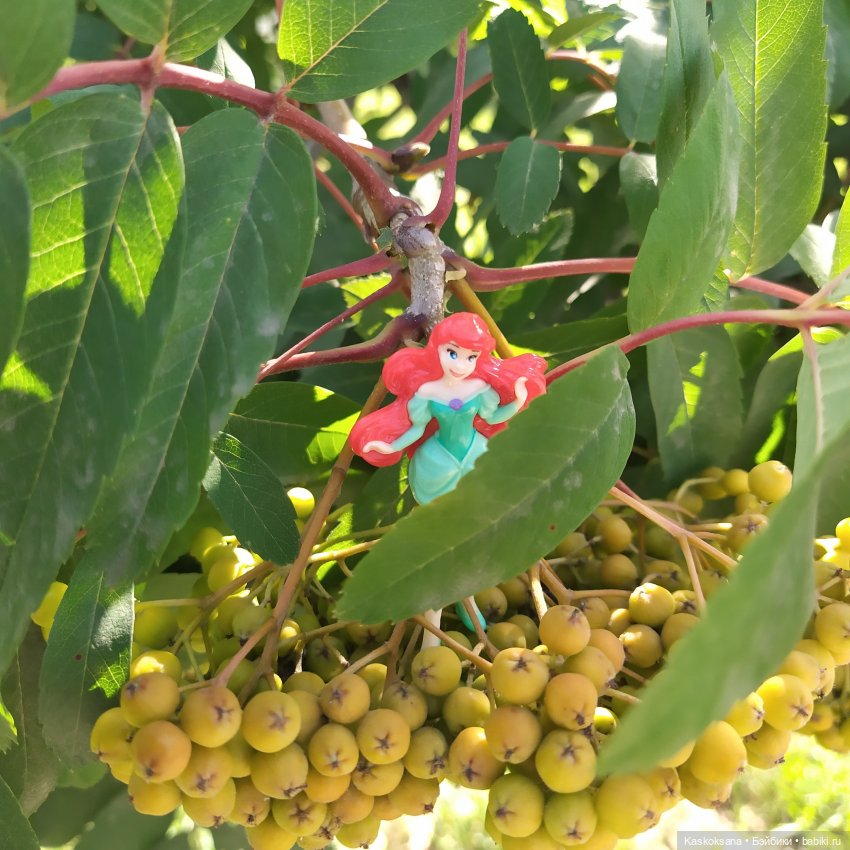 Остановись, мгновенье! Купальские цветы юга