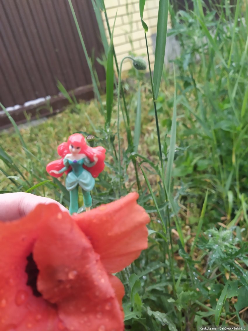 Остановись, мгновенье! Купальские цветы юга