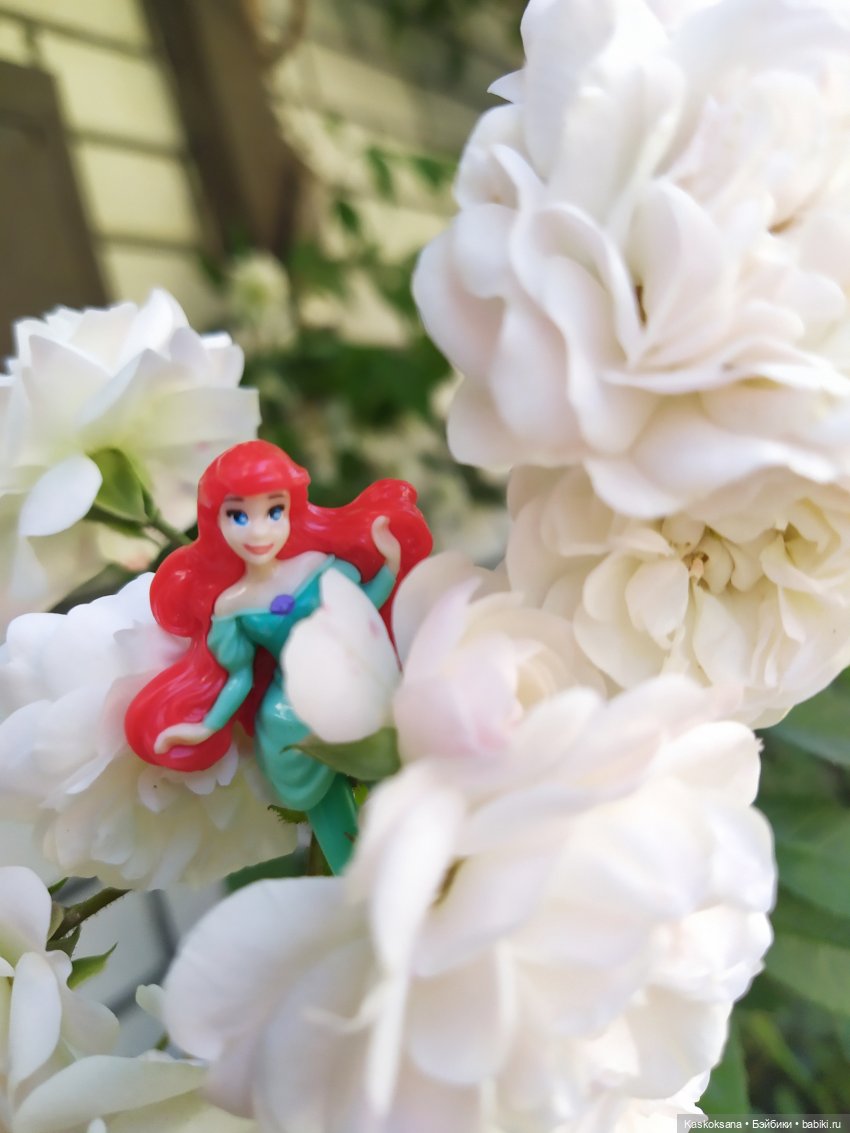 Остановись, мгновенье! Купальские цветы юга (фото 10)