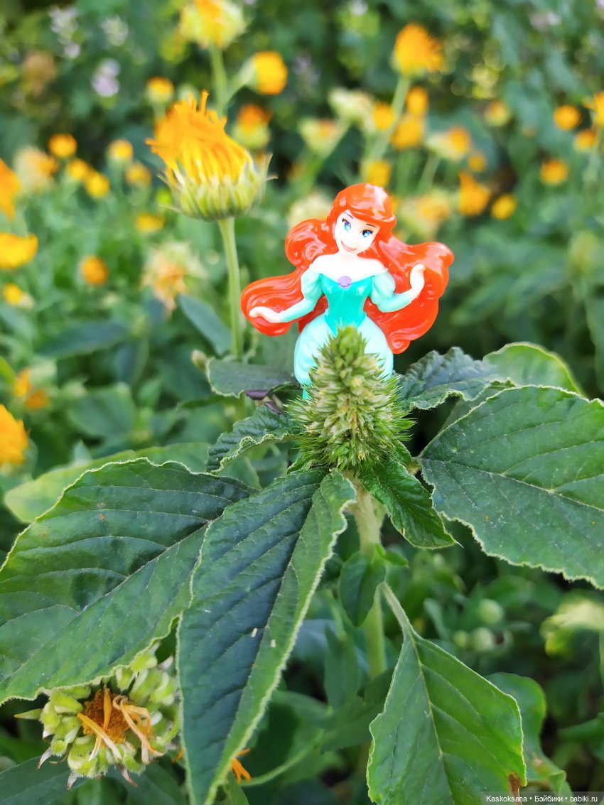 Остановись, мгновенье! Купальские цветы юга (фото 4)