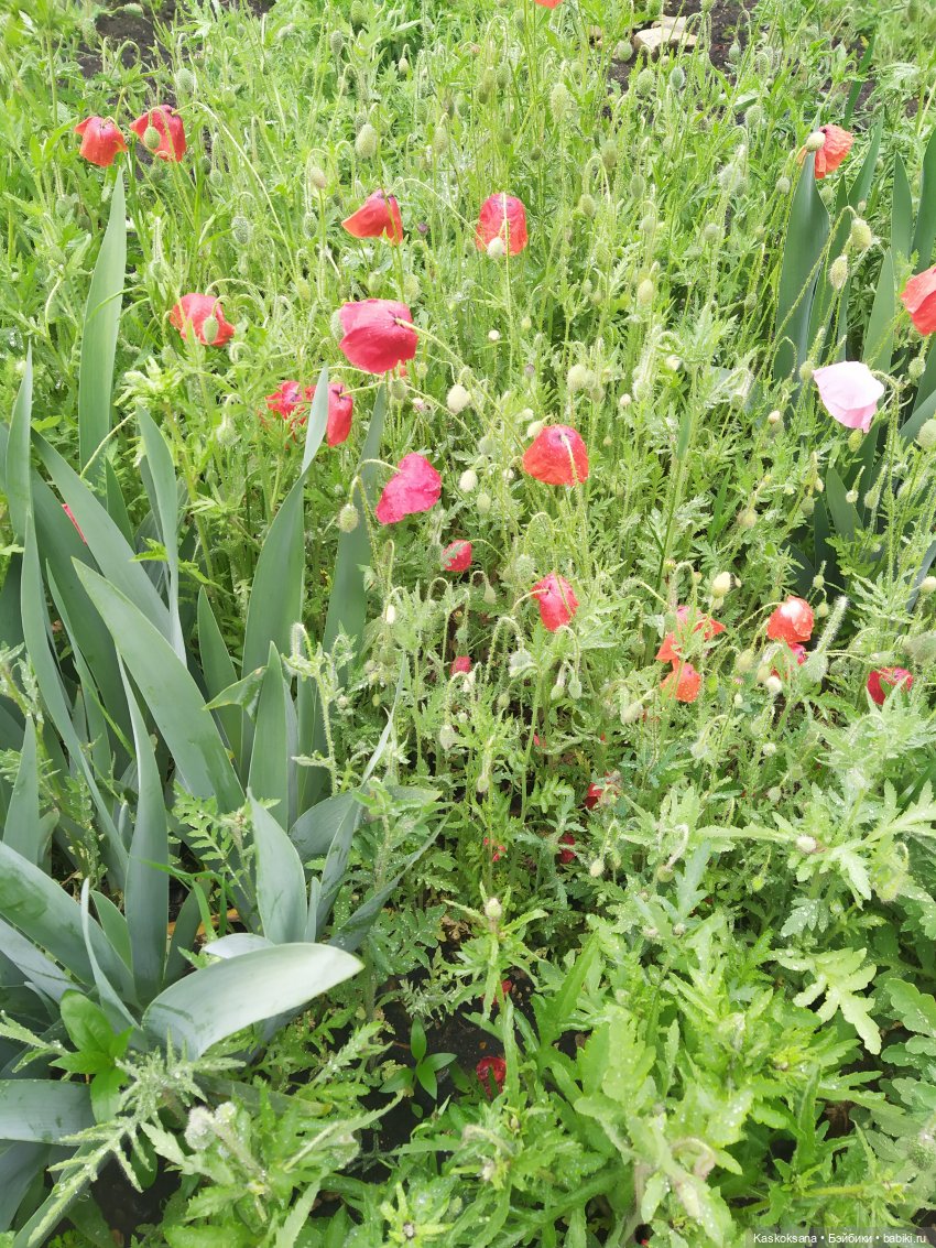 Остановись, мгновенье! Купальские цветы юга