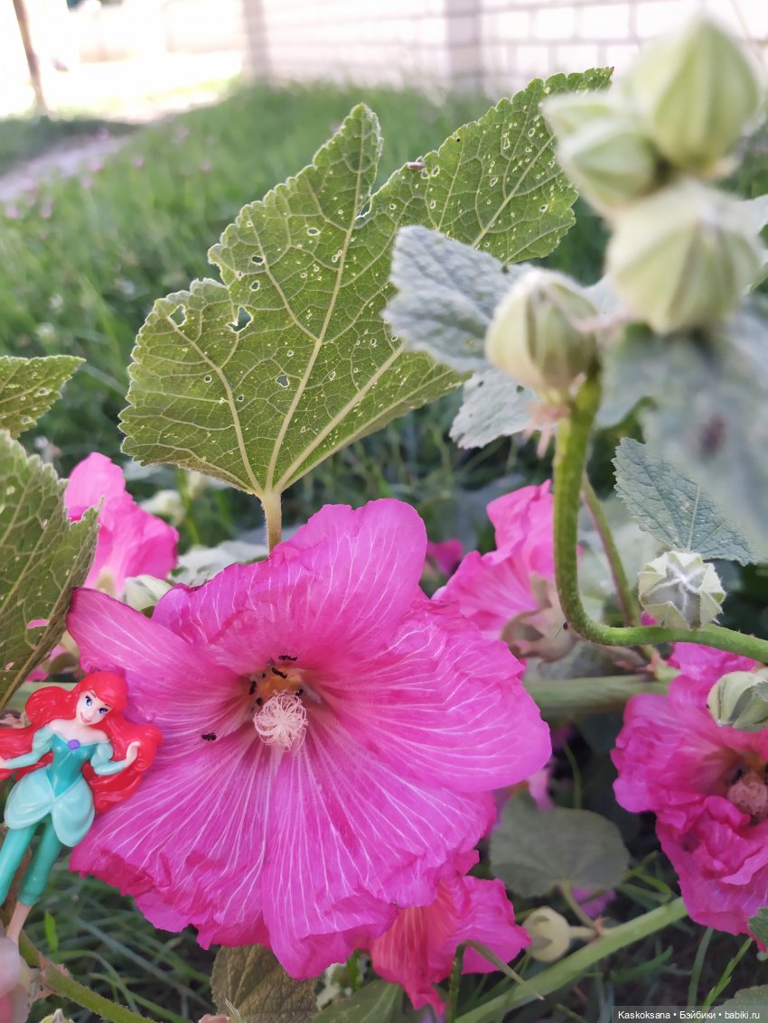 Остановись, мгновенье! Купальские цветы юга (фото 3)