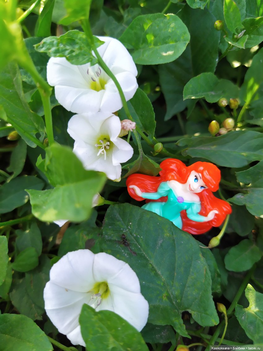 Остановись, мгновенье! Купальские цветы юга (фото 2)