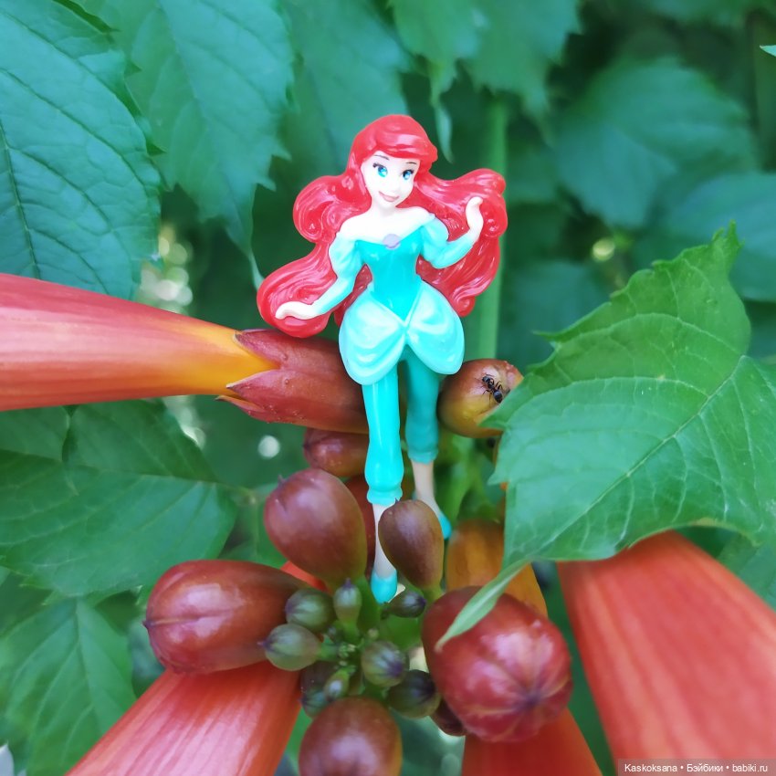 Остановись, мгновенье! Купальские цветы юга