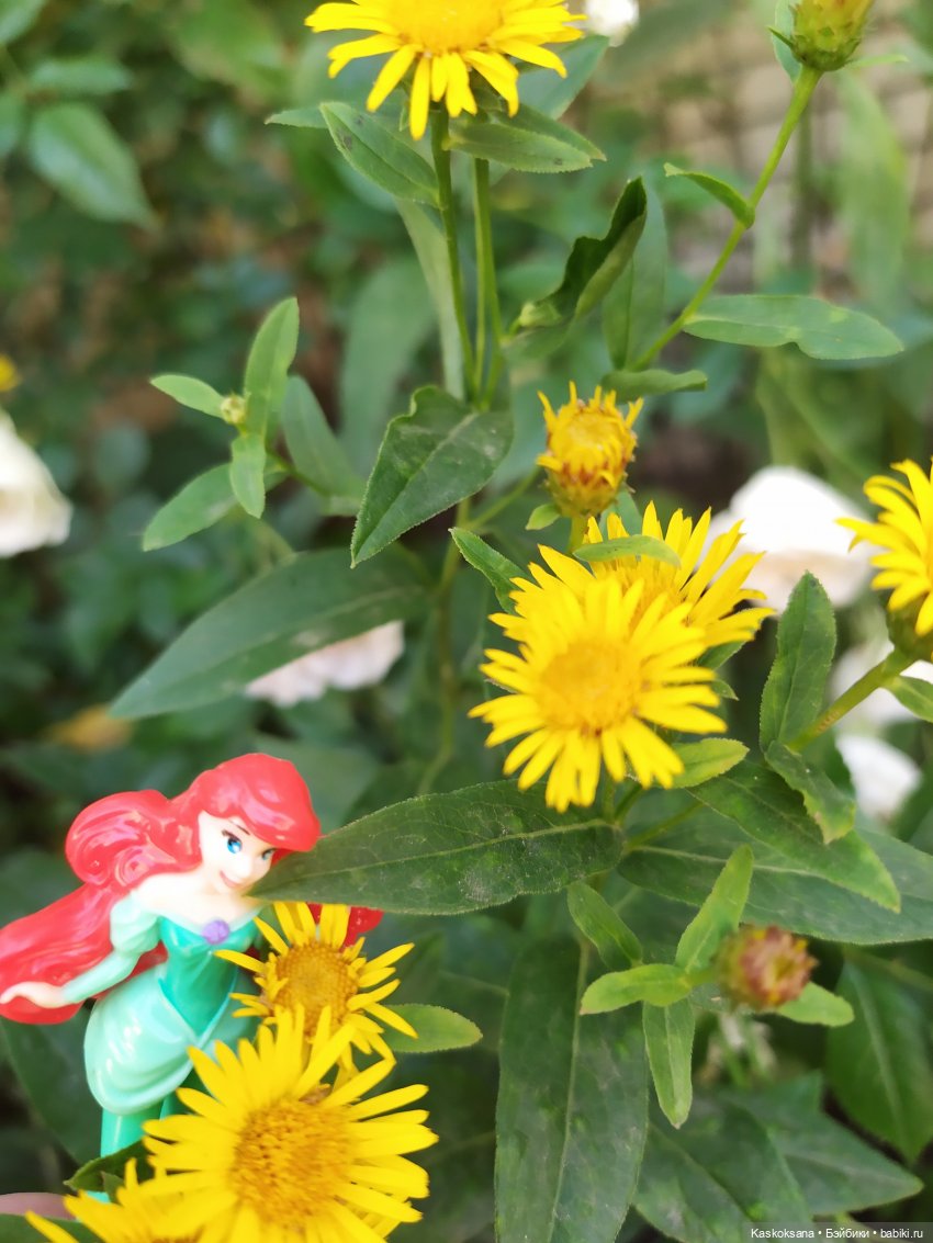 Остановись, мгновенье! Купальские цветы юга (фото 6)