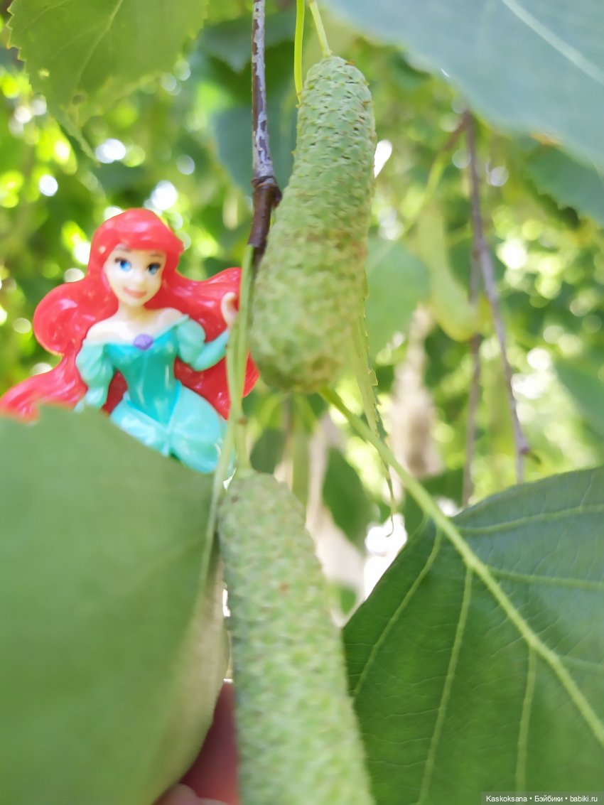 Остановись, мгновенье! Купальские цветы юга