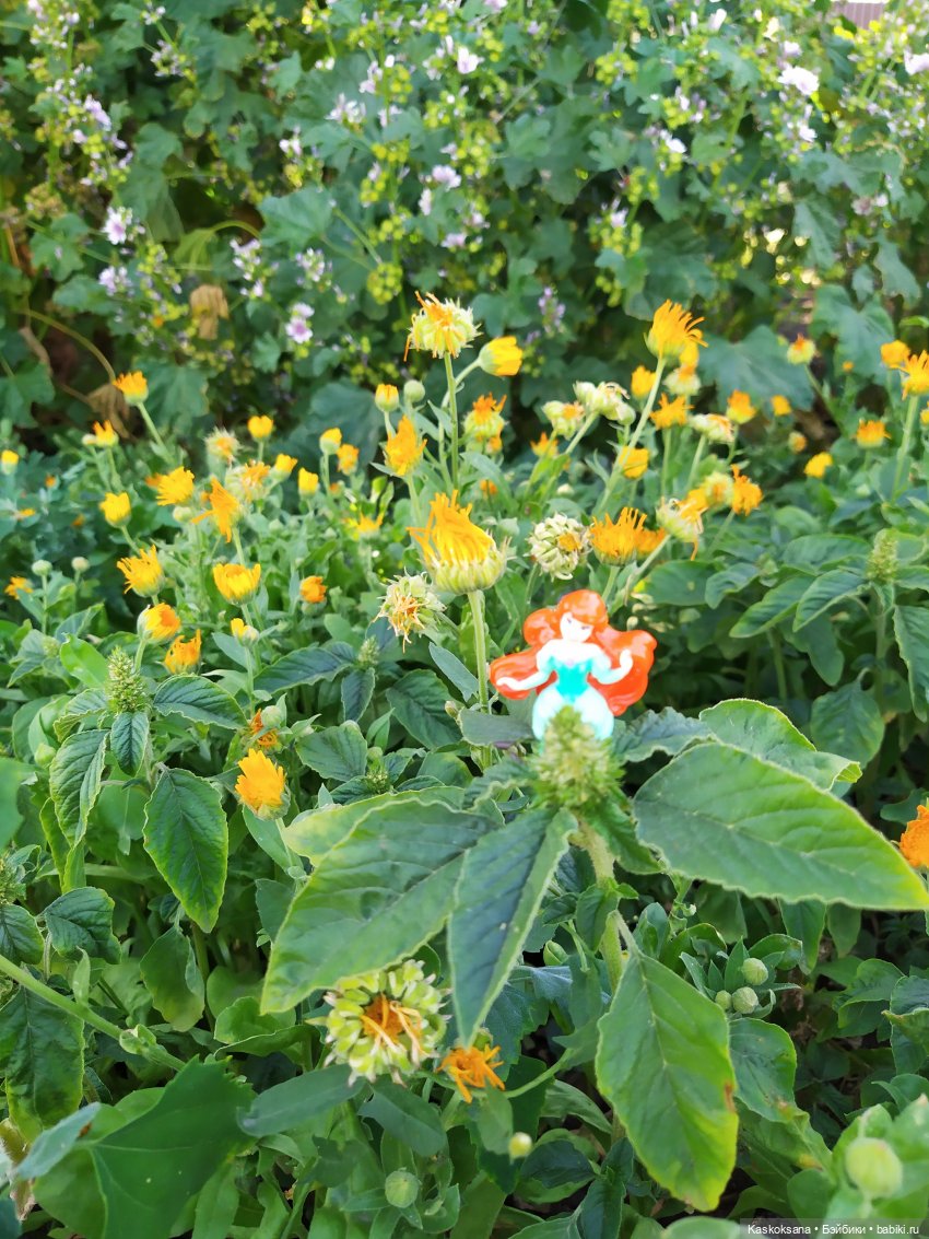 Остановись, мгновенье! Купальские цветы юга (фото 5)