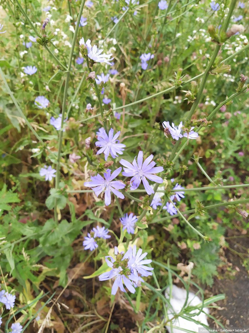 Остановись, мгновенье! Купальские цветы юга