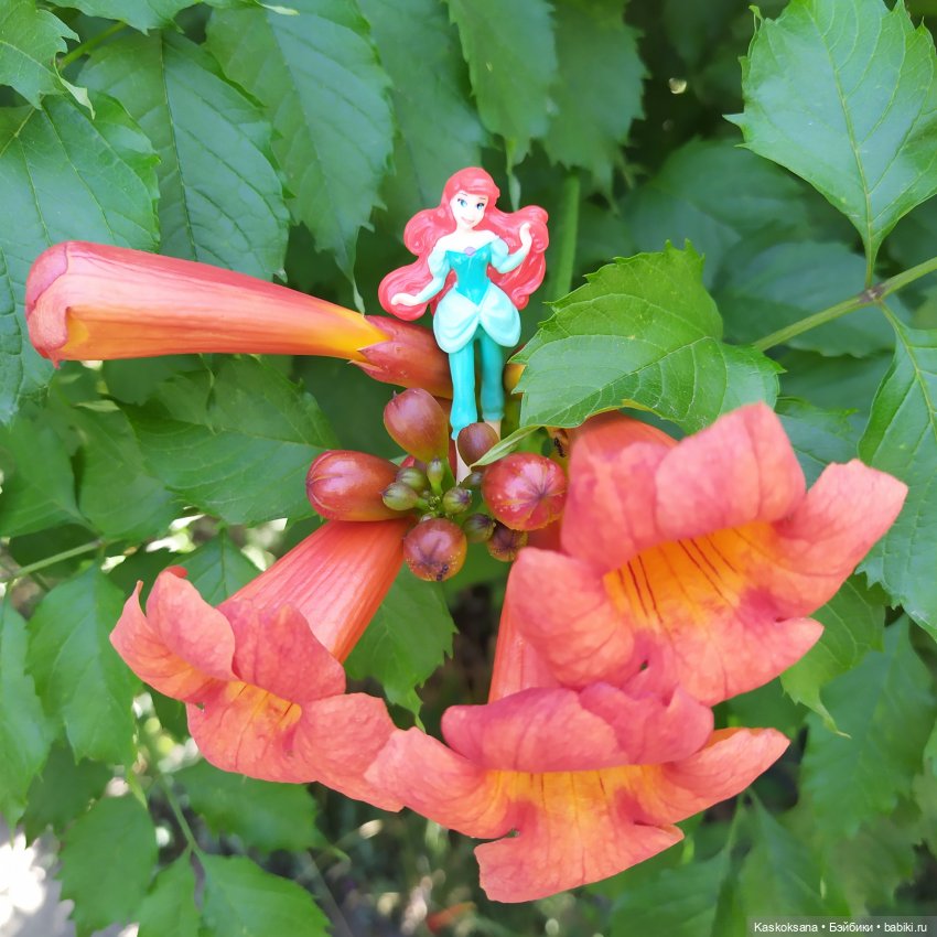 Остановись, мгновенье! Купальские цветы юга