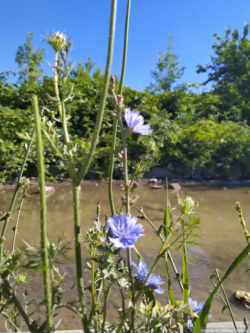 Остановись, мгновенье! Купальские цветы юга