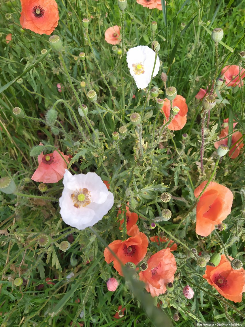 Остановись, мгновенье! Купальские цветы юга