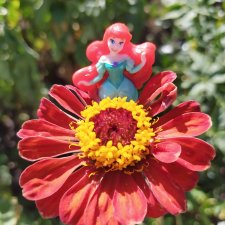 Остановись, мгновенье! Купальские цветы юга