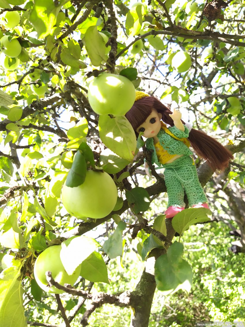 Яськины заметки: во саду ли, в огороде