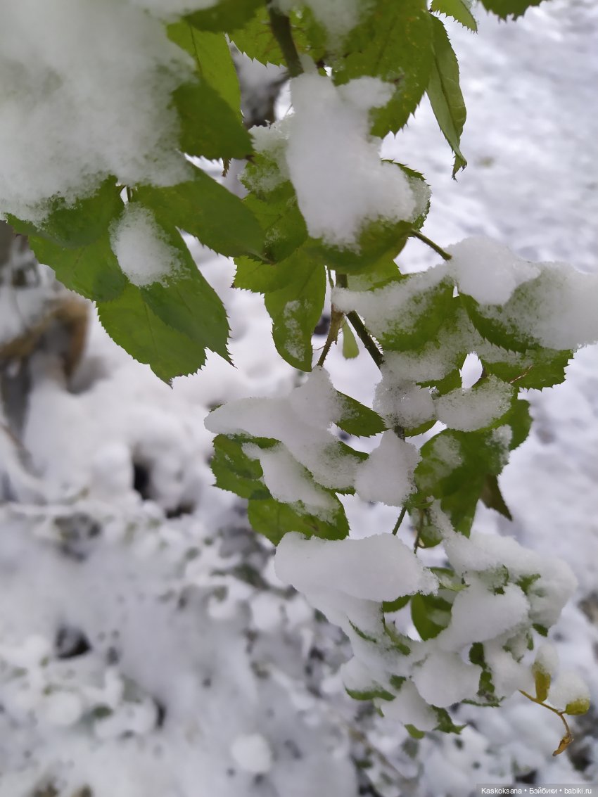 Зимние забавы в Снежной балке