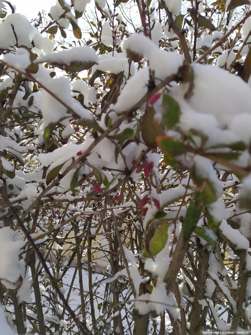Зимние забавы в Снежной балке (фото 4)