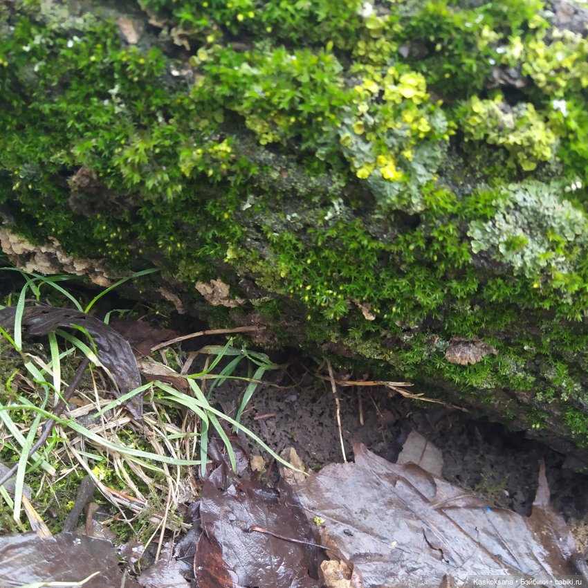 Twilight. Сумерки. Эпизоды (предисловие)