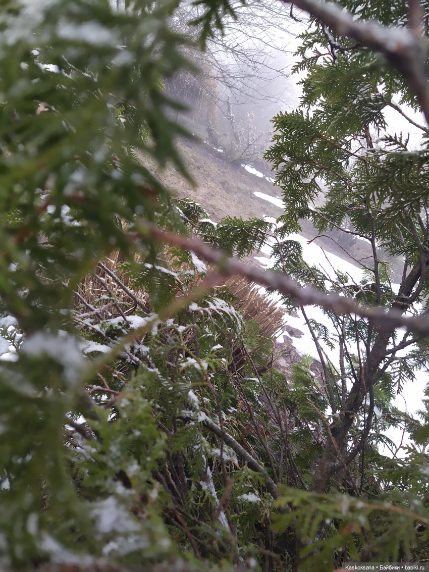 Twilight. Сумерки. Эпизоды (предисловие)