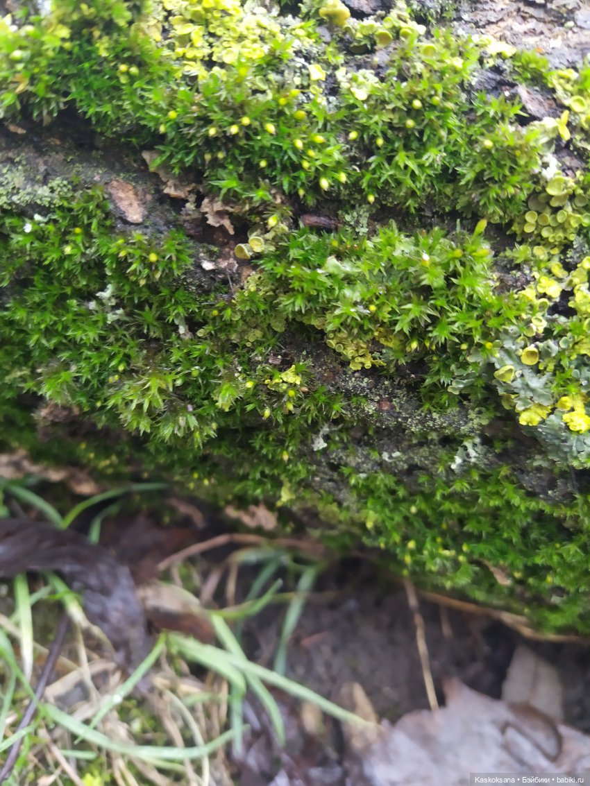 Форкс март. Эпизод 3 Сумерки | Бэйбики Форкс март. Эпизод 3 Сумерки