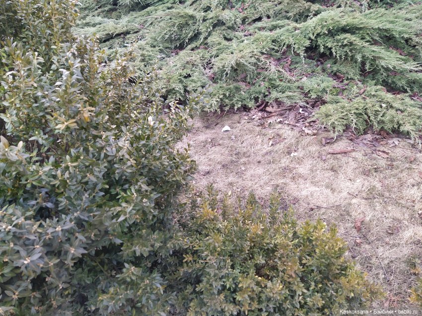 Форкс март. Эпизод 3 Сумерки | Бэйбики Форкс март. Эпизод 3 Сумерки