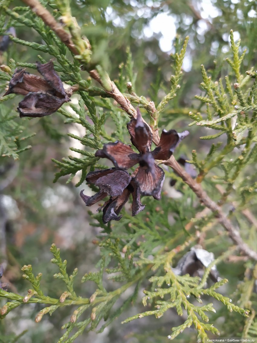 Форкс март. Эпизод 3 Сумерки | Бэйбики Форкс март. Эпизод 3 Сумерки