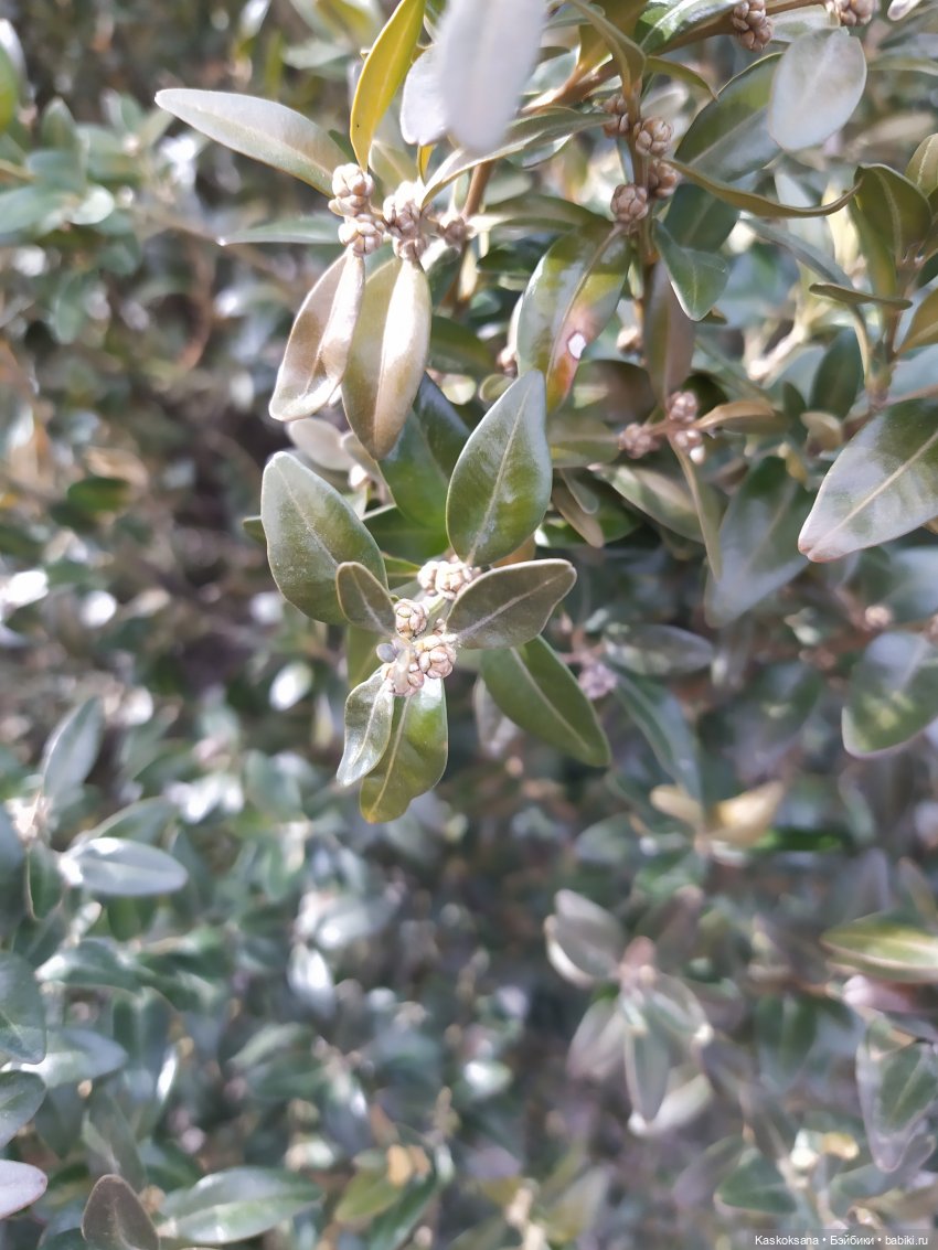 Форкс март. Эпизод 3 Сумерки | Бэйбики Форкс март. Эпизод 3 Сумерки