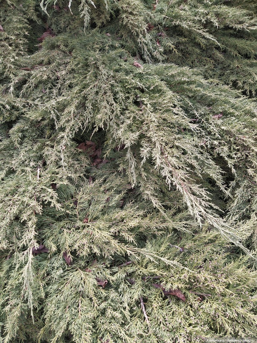 Форкс март. Эпизод 3 Сумерки | Бэйбики Форкс март. Эпизод 3 Сумерки