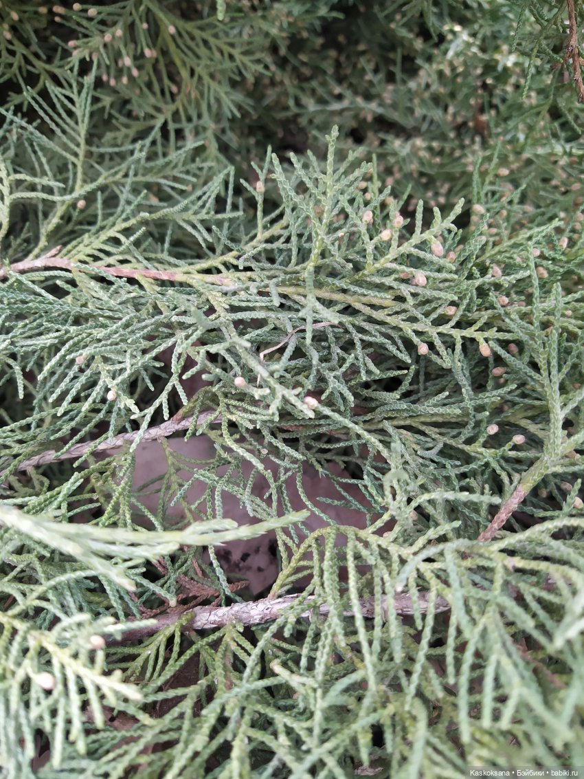 Форкс март. Эпизод 3 Сумерки | Бэйбики Форкс март. Эпизод 3 Сумерки