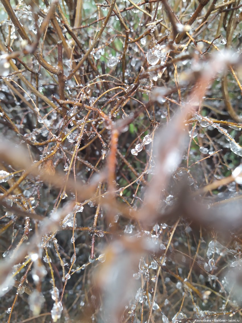 Сумерки. Эпизод 5. Дождь в Форксе