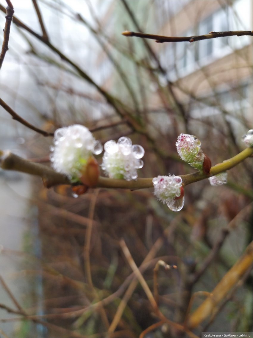 Сумерки. Эпизод 5. Дождь в Форксе