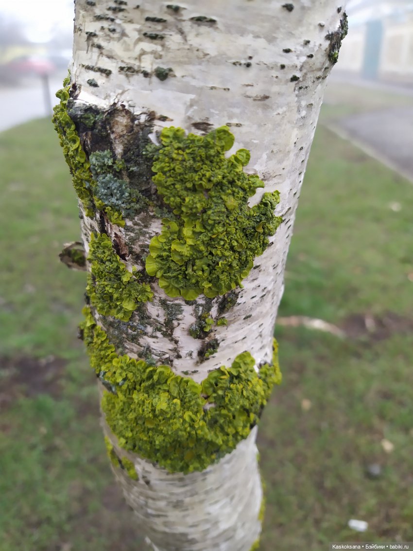 Сумерки. Эпизод 5. Дождь в Форксе