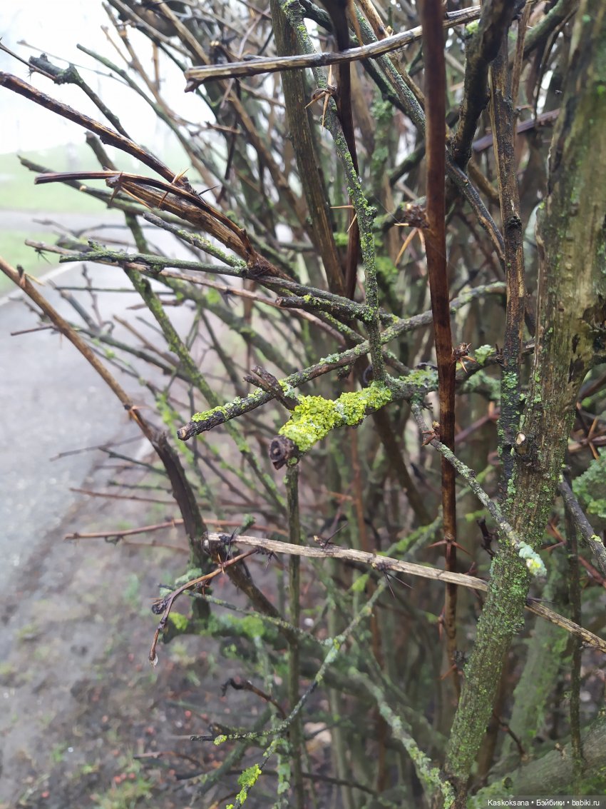 Сумерки. Эпизод 5. Дождь в Форксе