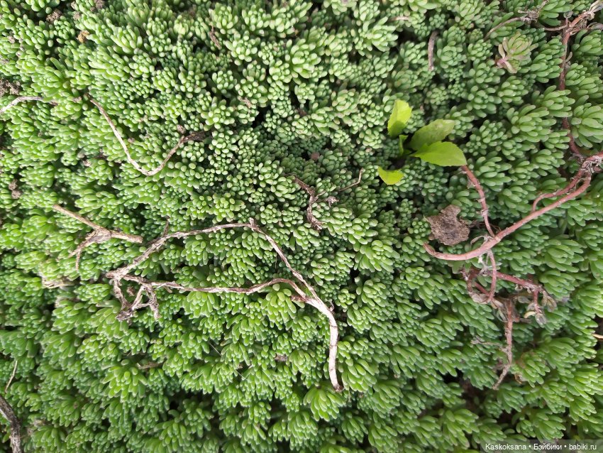 Сумерки. Эпизод 5. Дождь в Форксе