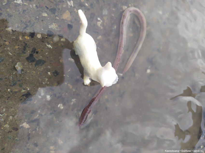 Дождь? Замурррчательно | Бэйбики Дождь? Замурррчательно — Болталка и разговоры обо всем: жизнь (фото 4)