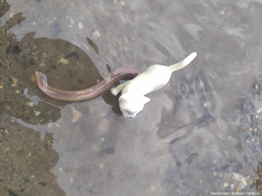 Дождь? Замурррчательно | Бэйбики Дождь? Замурррчательно — Болталка и разговоры обо всем: жизнь (фото 8)