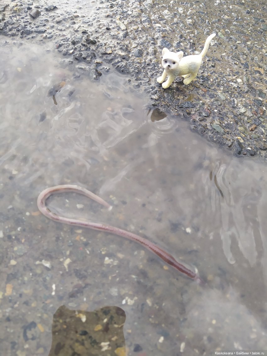 Дождь? Замурррчательно | Бэйбики Дождь? Замурррчательно — Болталка и разговоры обо всем: жизнь (фото 3)