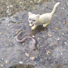 Дождь? Замурррчательно