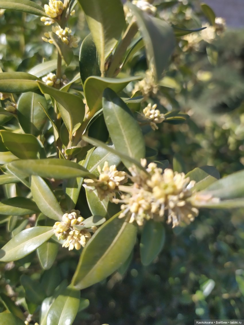 Как Любимчики на маевку ходили