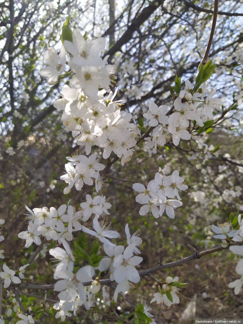 Как Любимчики на маевку ходили