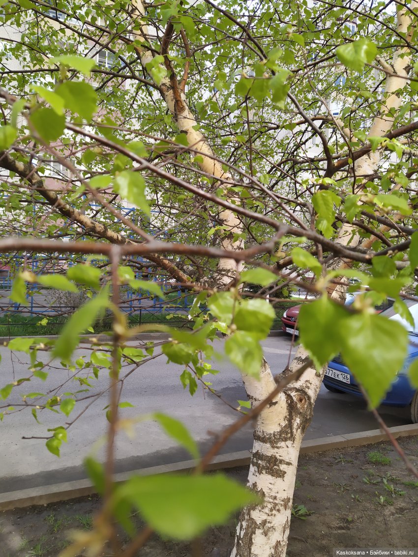 Как Любимчики на маевку ходили (фото 3)