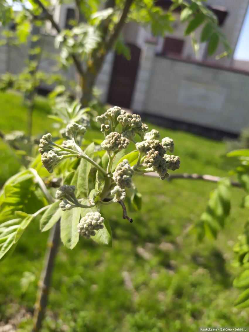 Как Любимчики на маевку ходили