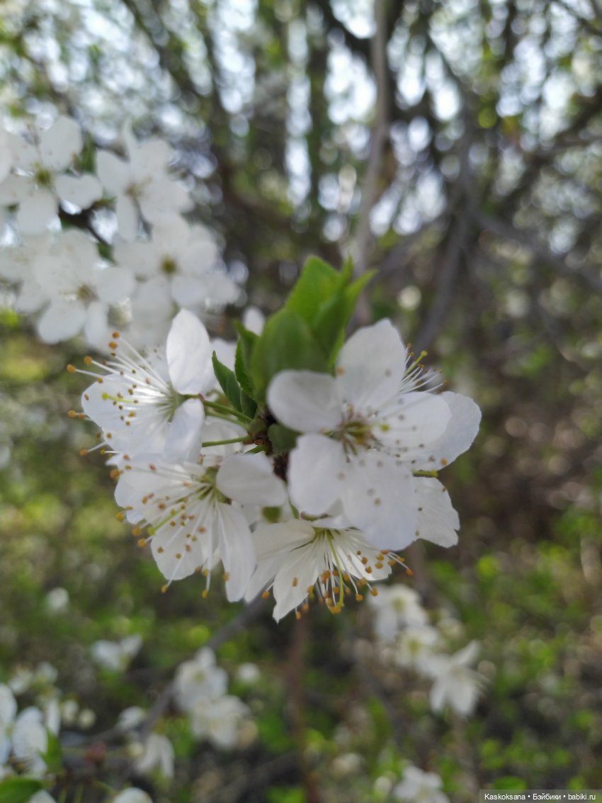 Как Любимчики на маевку ходили