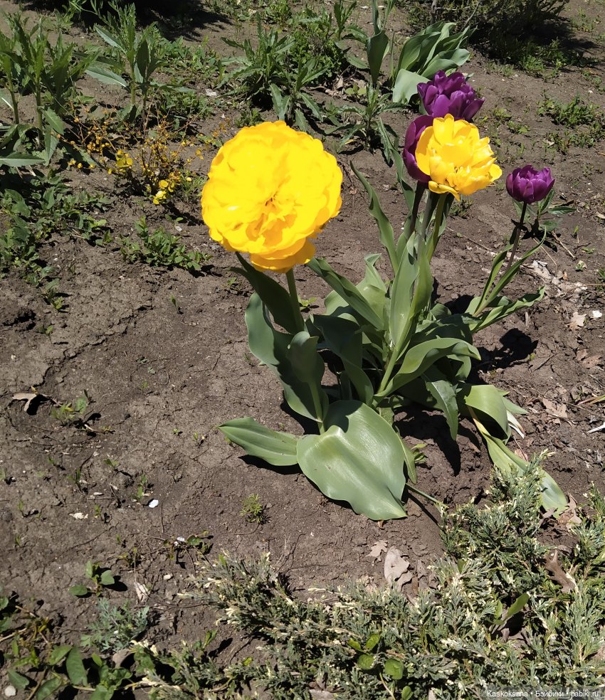 Мик и К. Златкины тюльпаны | Бэйбики Мик и К. Златкины тюльпаны (фото 10)