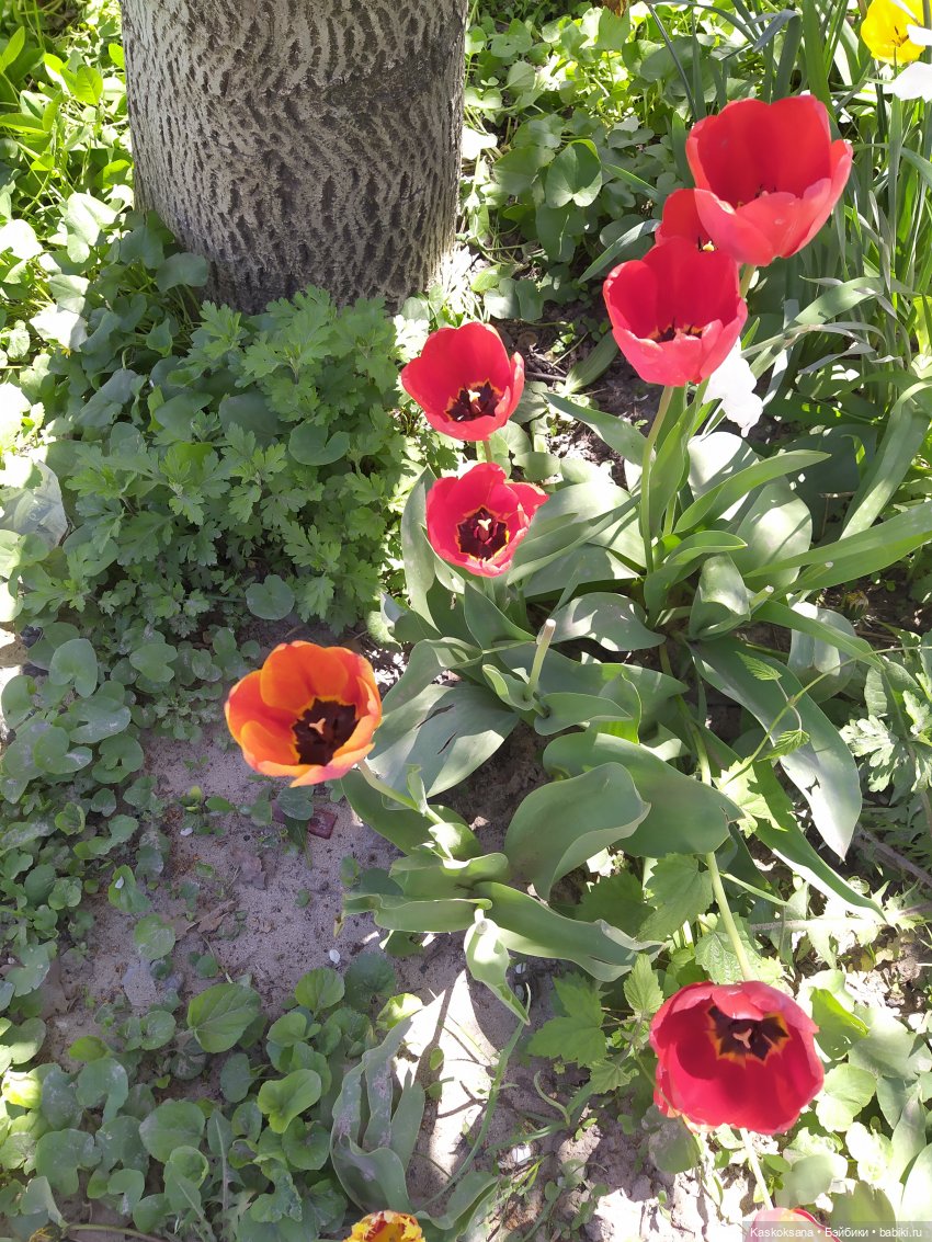 Мик и К. Златкины тюльпаны | Бэйбики Мик и К. Златкины тюльпаны (фото 7)