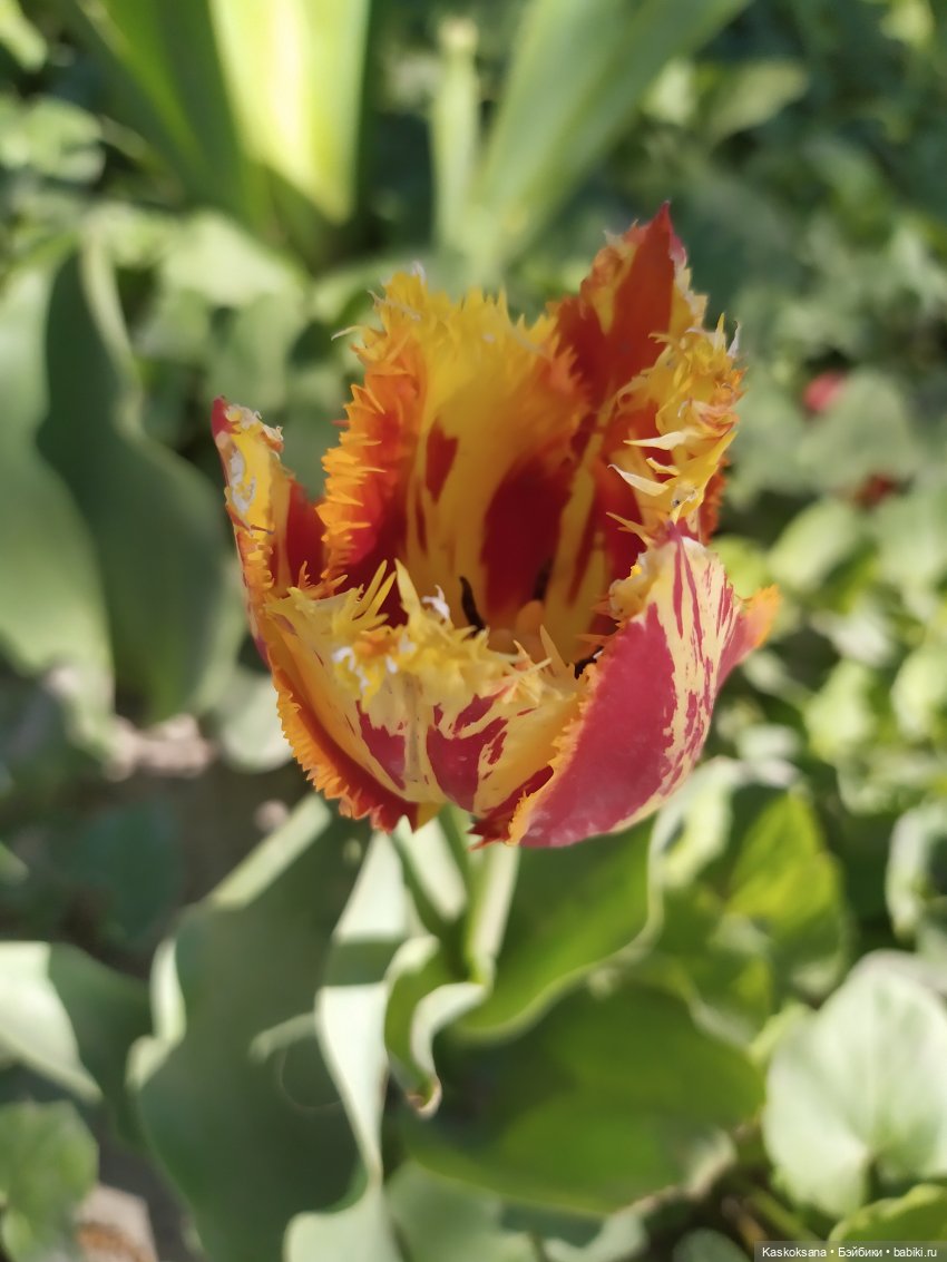 Мик и К. Златкины тюльпаны | Бэйбики Мик и К. Златкины тюльпаны