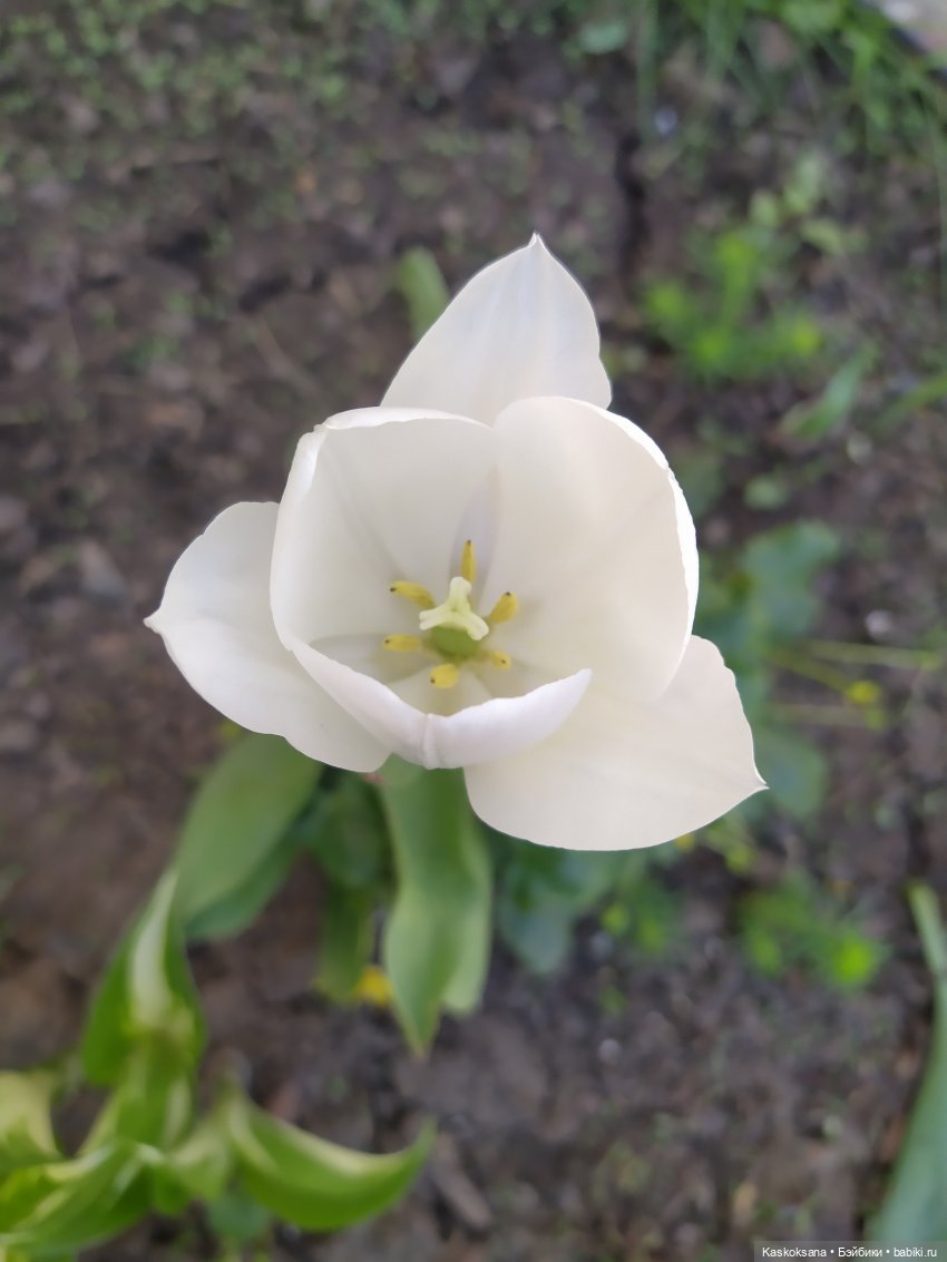 Мик и К. Златкины тюльпаны | Бэйбики Мик и К. Златкины тюльпаны