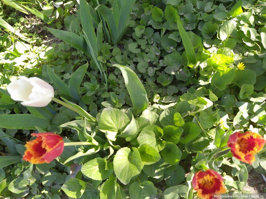 Мик и К. Златкины тюльпаны | Бэйбики Мик и К. Златкины тюльпаны