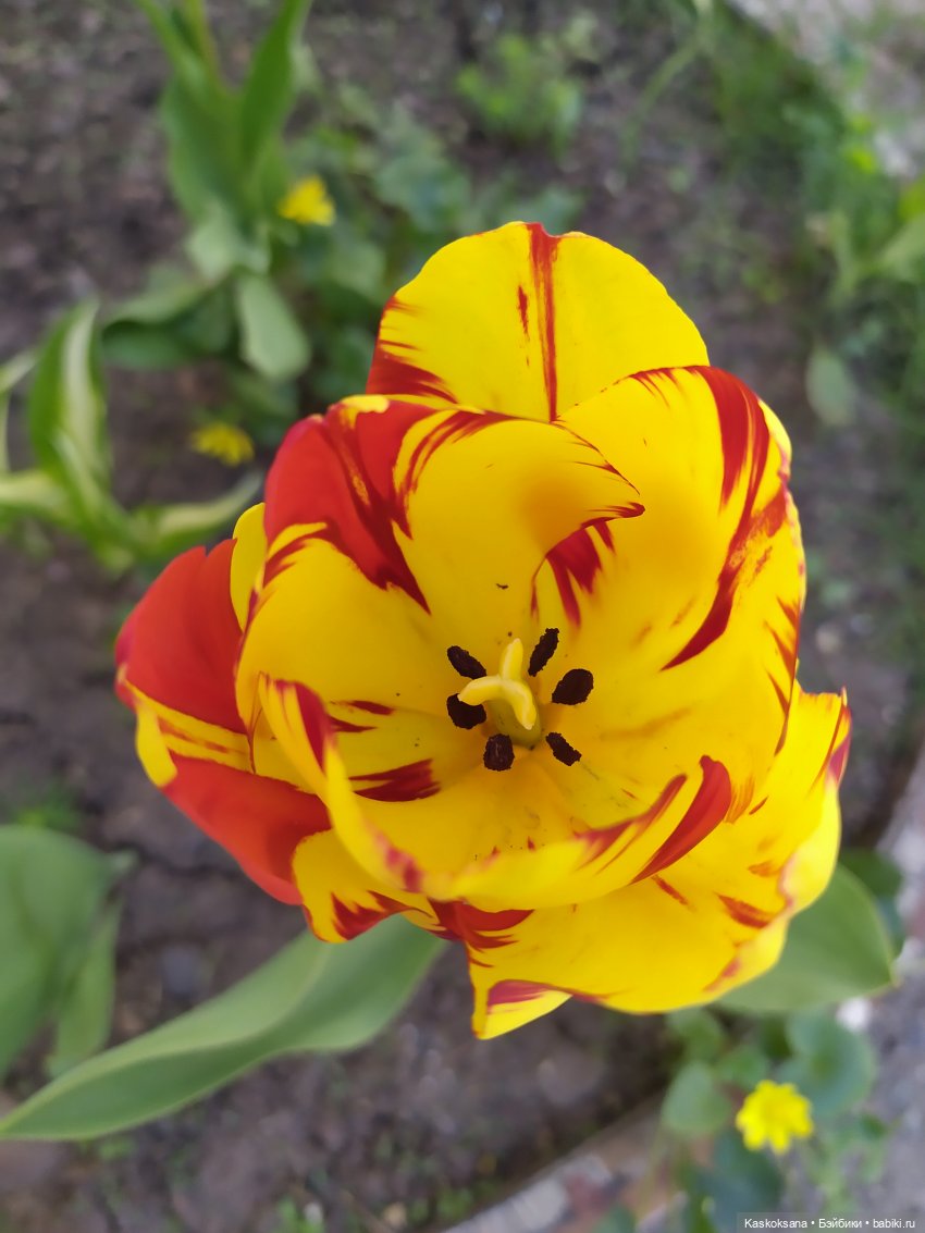 Мик и К. Златкины тюльпаны | Бэйбики Мик и К. Златкины тюльпаны