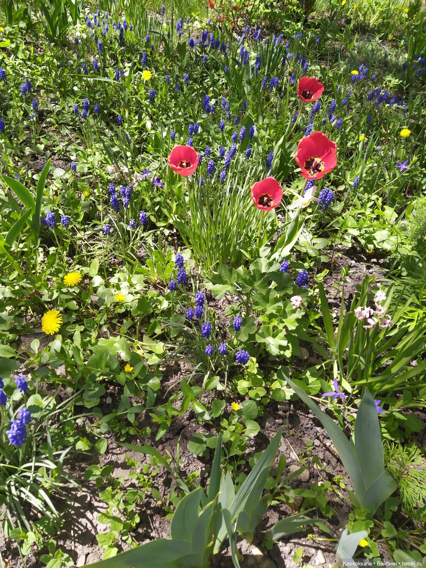 Мик и К. Златкины тюльпаны | Бэйбики Мик и К. Златкины тюльпаны (фото 9)