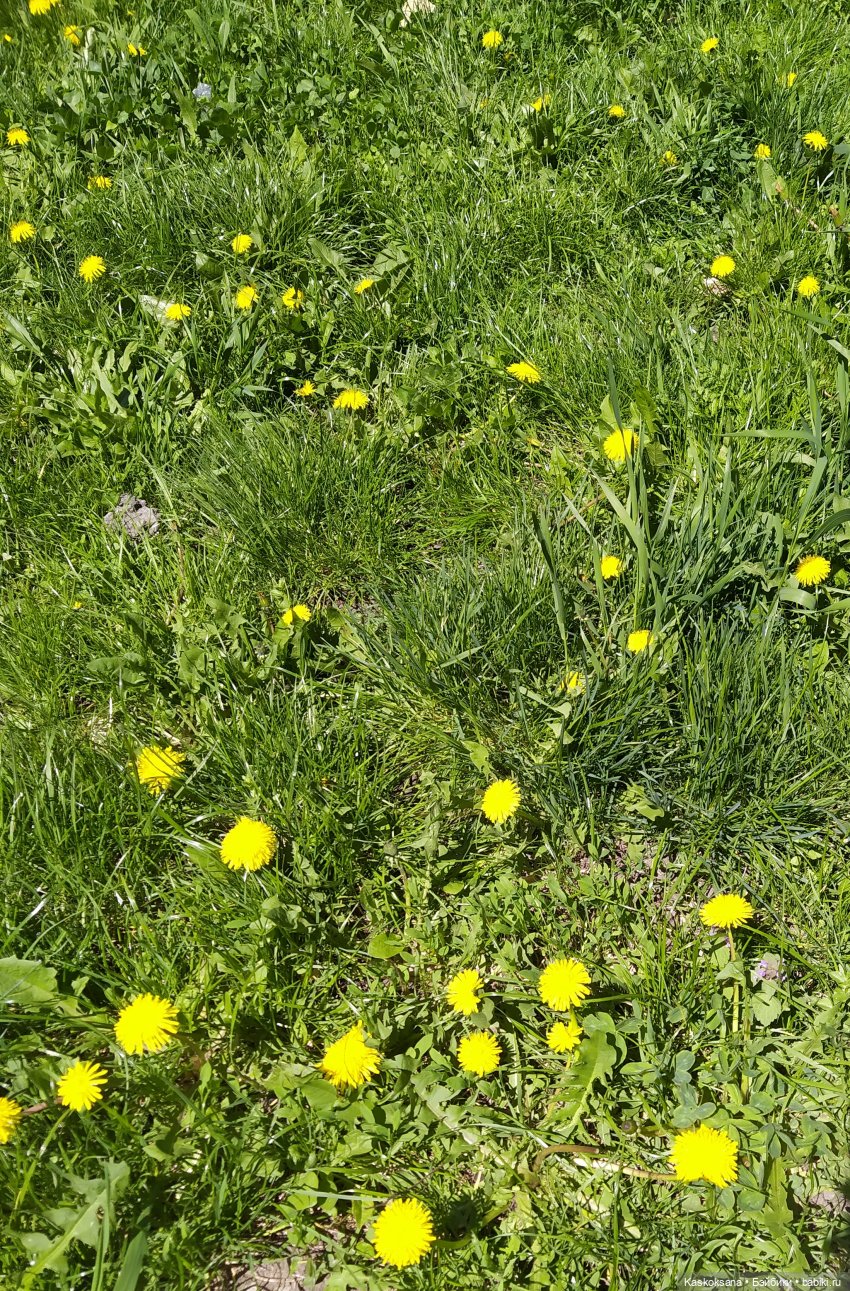 Мик и К. Златкины тюльпаны | Бэйбики Мик и К. Златкины тюльпаны